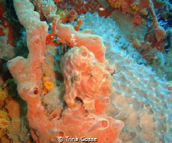 Frog fish hiding on the back of the Veronica L wreck! by Trina Gosse 